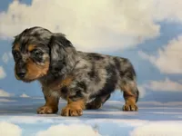 Akc LH Kirby DNA Clear chocolate carrier , a male Miniature Dachshund for sale in Canton, OH – 8 of 10