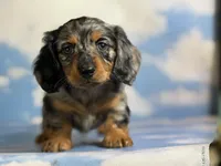 Akc LH Kirby DNA Clear chocolate carrier , a male Miniature Dachshund for sale in Canton, OH – 10 of 10
