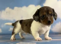 Akc Rogue LH PRA and Chic parents , a male Miniature Dachshund for sale in East Sparta, OH – 1 of 6