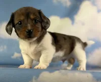 Akc Rogue LH PRA and Chic parents , a male Miniature Dachshund for sale in East Sparta, OH – 4 of 6