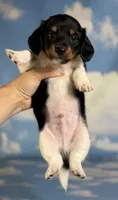 Akc Rolex LH PRA Chic parents , a male Miniature Dachshund for sale in East Sparta, OH – 2 of 5