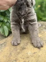 Puba DNA OFA, a male Newfoundland for sale in Canton, OH – 3 of 5
