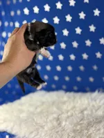 Akc Pickles DNA OFA GC sired , a male Pekingese for sale in Canton, OH – 4 of 7