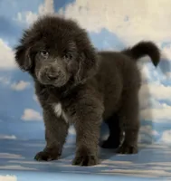 Phoebe DNA OFA Gray , a female Newfoundland for sale in Canton, OH – 8 of 9