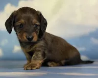 AKC Rosemary shaded LH PRA clear Choc parents , a female Miniature Dachshund for sale in East Sparta, OH – 4 of 4
