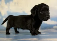 Akc Raven black brindle pointed LH  PRA clear Chic parents, a male Miniature Dachshund for sale in East Sparta, OH – 2 of 7