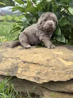 Simone DNA OFA , a female Newfoundland for sale in Canton, OH – 6 of 6