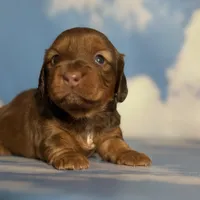 ACA Rosie DNA OFA , a female Miniature Dachshund for sale in Canton, OH – Photo 1 of 9