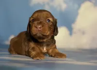 ACA Rosie DNA OFA , a female Miniature Dachshund for sale in Canton, OH – Photo 1 of 9