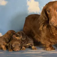 ACA Rosie DNA OFA , a female Miniature Dachshund for sale in Canton, OH – Photo 7 of 9