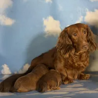 ACA Rosie DNA OFA , a female Miniature Dachshund for sale in Canton, OH – Photo 6 of 9