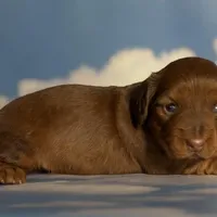 ACA Rosie DNA OFA , a female Miniature Dachshund for sale in Canton, OH – Photo 3 of 9