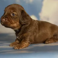 ACA Rosie DNA OFA , a female Miniature Dachshund for sale in Canton, OH – Photo 2 of 9