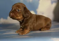 ACA Rosie DNA OFA , a female Miniature Dachshund for sale in Canton, OH – Photo 2 of 9