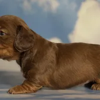 ACA Rosie DNA OFA , a female Miniature Dachshund for sale in Canton, OH – Photo 4 of 9