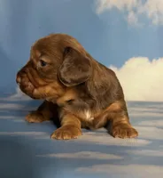 ACA Rosie DNA OFA , a female Miniature Dachshund for sale in Canton, OH – Photo 5 of 9