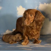 ACA Rosie DNA OFA , a female Miniature Dachshund for sale in Canton, OH – Photo 8 of 9