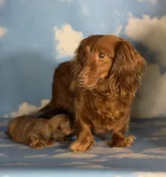 ACA Rosie DNA OFA , a female Miniature Dachshund for sale in Canton, OH – Photo 8 of 9