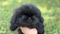 Cashmere DNA OFA , a female Pekingese for sale in Canton, OH – 3 of 6