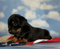 Akc poppy SH DNA OFA , a female Miniature Dachshund for sale in Canton, OH – 4 of 6