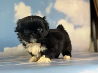 Akc Beyoncé DNA OFA , a female Pekingese for sale in East Sparta, OH – 9 of 10
