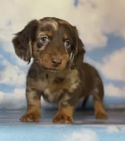 ACA Einstein LH PRA clear OFA Chic Parents, a male Miniature Dachshund for sale in Canton, OH – 3 of 10