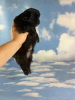 Akc Jet DNA OFA , a male Pekingese for sale in East Sparta, OH – 8 of 8