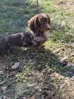 Akc panther LH DNA OFA, a male Miniature Dachshund for sale in Canton, OH – 8 of 8
