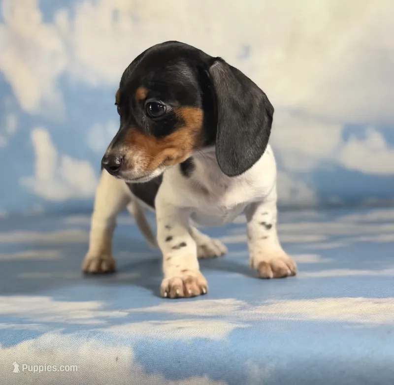 AKC foxy SH Chic and DNA parents  – Miniature Dachshund puppy for sale in East Sparta, OH