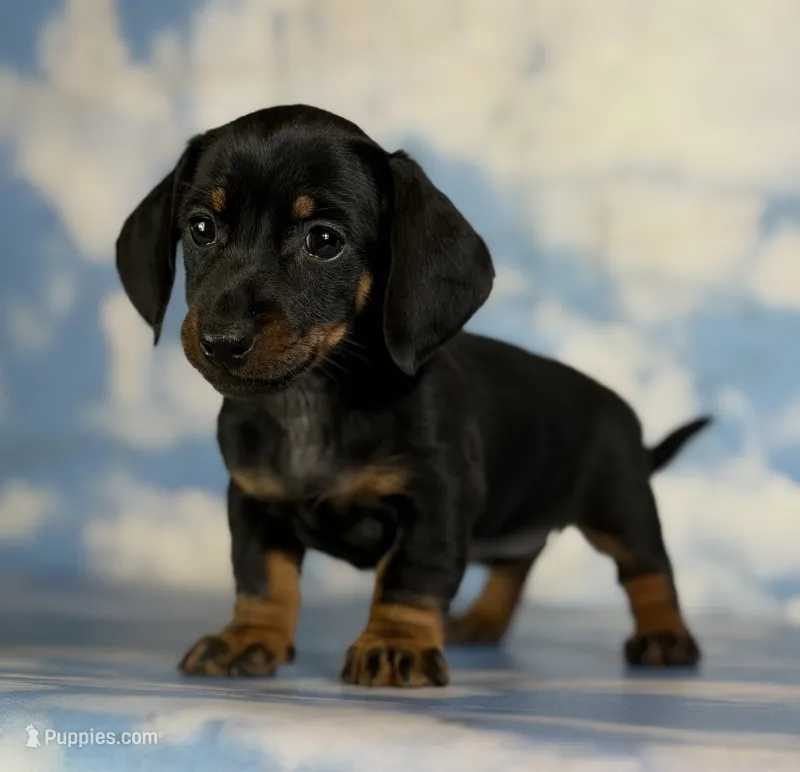 Akc poppy SH DNA OFA  – Miniature Dachshund puppy for sale in Canton, OH