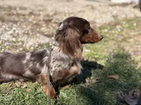 AKC foxy SH Chic and DNA parents , a female Miniature Dachshund for sale in Canton, OH – 8 of 9