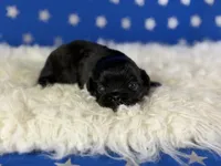 Akc pretzel DNA OFA GC sired, a male Pekingese for sale in Canton, OH – 3 of 5
