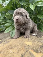Simone DNA OFA , a female Newfoundland for sale in Canton, OH – 3 of 6