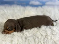 Akc Fonzie SH Chocolate and tan parents chic and DNA , a male Miniature Dachshund for sale in Canton, OH – 4 of 10