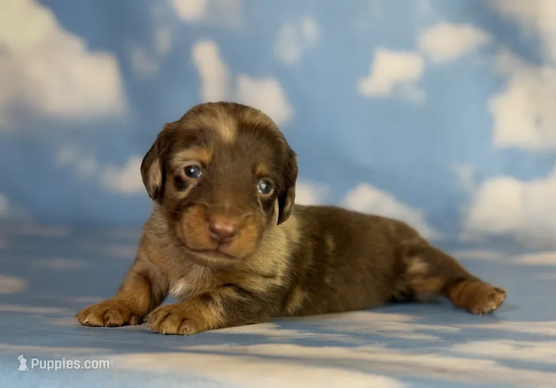 ACA Einstein LH PRA clear OFA Chic Parents – Miniature Dachshund puppy for sale in Canton, OH