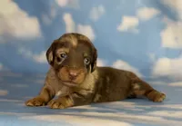 ACA Einstein LH PRA clear OFA Chic Parents, a male Miniature Dachshund for sale in Canton, OH – 1 of 8