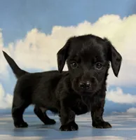 Akc Raven black brindle pointed LH  PRA clear Chic parents, a male Miniature Dachshund for sale in East Sparta, OH – 6 of 7