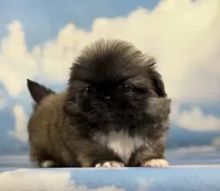 Akc Piper DNA OFA GC sired, a female Pekingese for sale in East Sparta, OH – 10 of 10