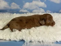 Aca Carlo red Dappled LH chic and PRA clear , a male Miniature Dachshund for sale in Canton, OH – 3 of 9