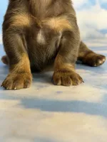ACA Elliot LH PRA clear OFA Chic parents , a male Miniature Dachshund for sale in Canton, OH – 6 of 6