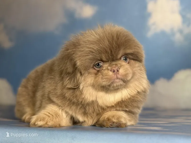 Akc DNA OFA Olaf -tan points