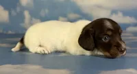 Valerie LH PRA clear OFA Chic , a female Miniature Dachshund for sale in East Sparta, OH – 4 of 5