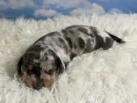 Akc Fantasia SH Blue and tan dappled Chic and DNA parents , a female Miniature Dachshund for sale in Canton, OH – 8 of 10