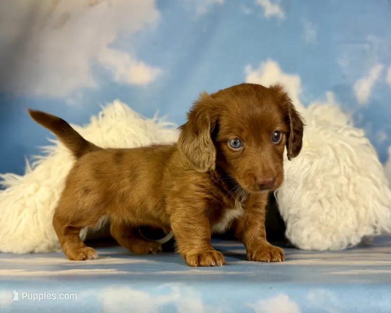 ACA Cassie red dappled LH parents are chic and DNA clear  – Miniature Dachshund puppy for sale in East Sparta, OH