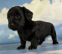 Akc Raven black brindle pointed LH  PRA clear Chic parents, a male Miniature Dachshund for sale in East Sparta, OH – 4 of 7