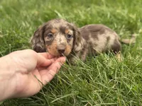 AKC DNA LH Kona , a female Miniature Dachshund for sale in Canton, OH – Photo 1 of 4