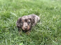 AKC DNA LH Kona , a female Miniature Dachshund for sale in Canton, OH – Photo 2 of 4