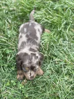 AKC DNA LH Kona , a female Miniature Dachshund for sale in Canton, OH – Photo 3 of 4