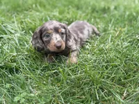 AKC DNA LH Kona , a female Miniature Dachshund for sale in Canton, OH – Photo 4 of 4