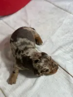 Akc Fallon- DNA OFA, a female Miniature Dachshund for sale in Canton, OH – Photo 3 of 7